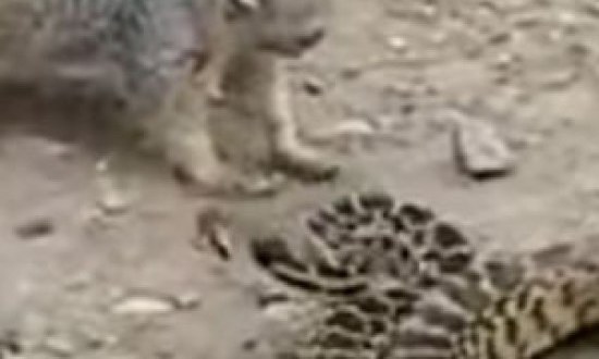 Αυτός ο σκίουρος τα βάζει με 1,5 μέτρο φίδι