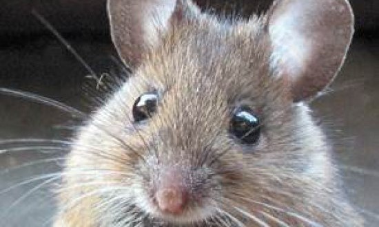 Τα αμινοξέα κάνουν τα ποντίκια να ζουν περισσότερο