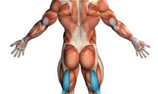 Ασκήσεις ενδυνάμωσης οπίσθιων μηριαίων μυών
