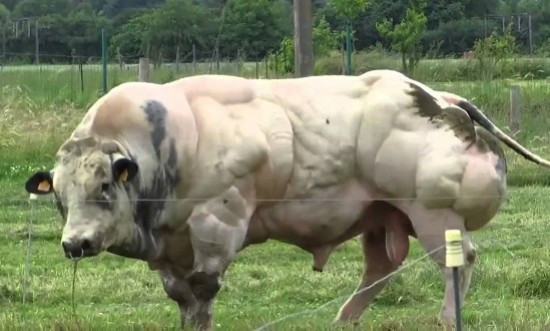 Η εξήγηση για τον ταύρο… bodybuilder! (video)