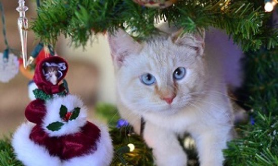 Όταν οι γάτες σκαρφαλώνουν στο Χριστουγεννιάτικο δέντρο! (video)