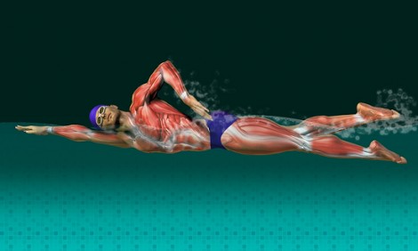 Οι μύες που γυμνάζονται στο κολύμπι (video)